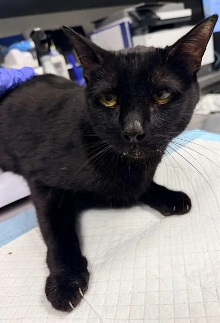 An adult small-sized male Domestic Short Hair cat named Blackie for adoption in Ontario, CA