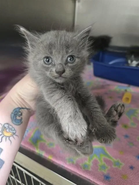 A baby small-sized female Domestic Short Hair cat named Ombre for adoption in Easton, MD
