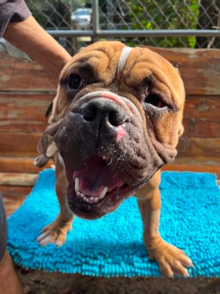 A young medium-sized male English Bulldog dog named Tyson  CT for adoption in Bryan, TX