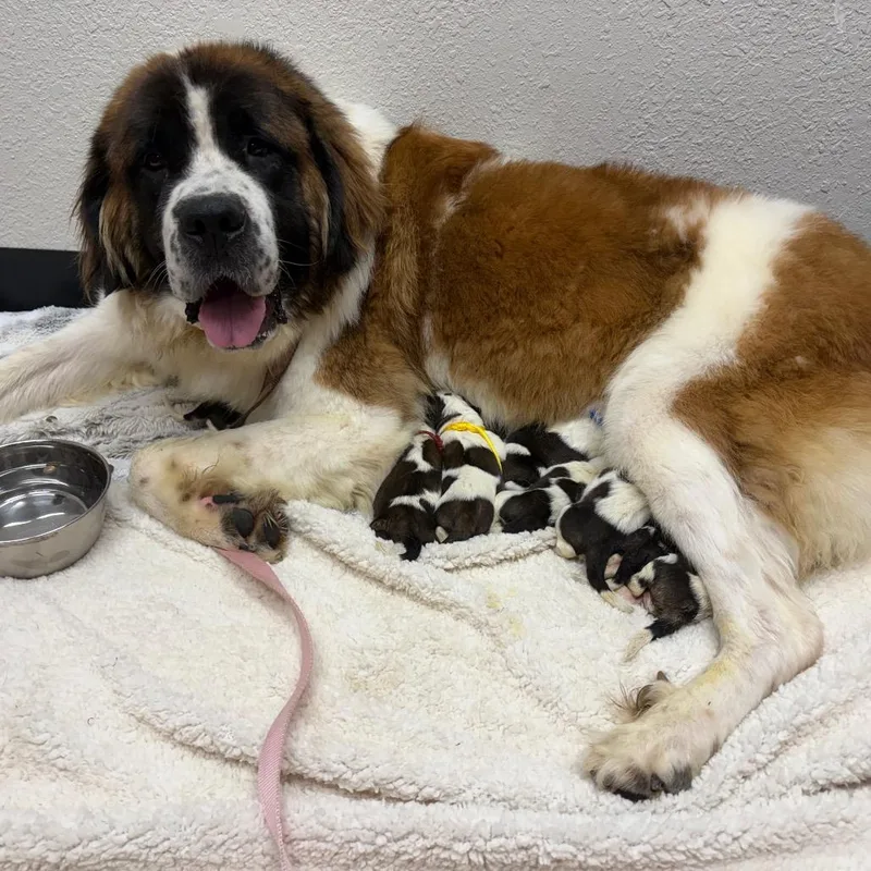 An adult large-sized female Saint Bernard dog named Mama Lulu for adoption in Parker, CO