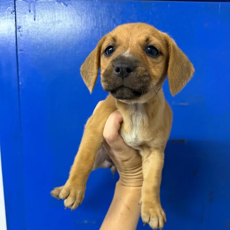 A baby small-sized female Brown / Chocolate Beagle dog named Rosie for adoption in Wahiawa, HI