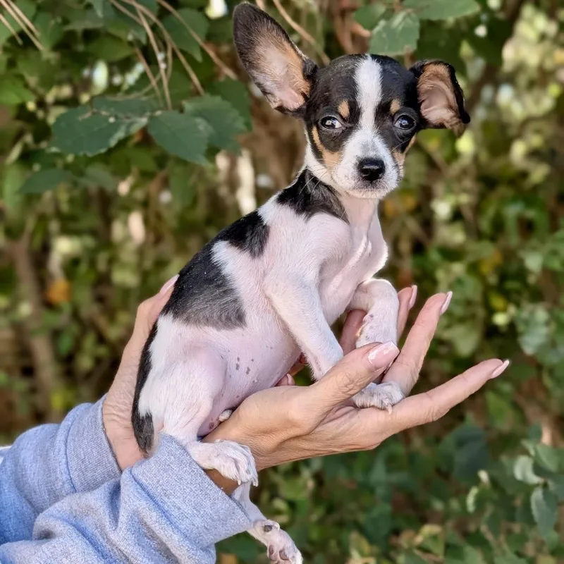 A baby small-sized female White / Cream Chihuahua dog named Elfie for adoption in Tyrone, GA