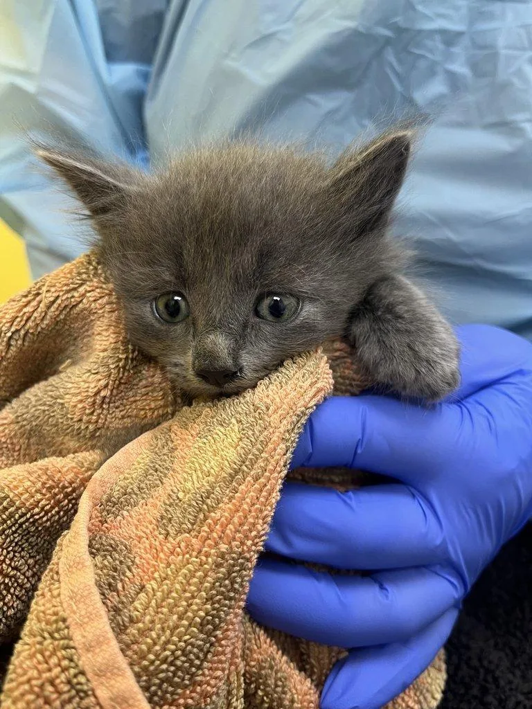 A baby small-sized female Domestic Short Hair cat named Eleanor for adoption in Raleigh, NC