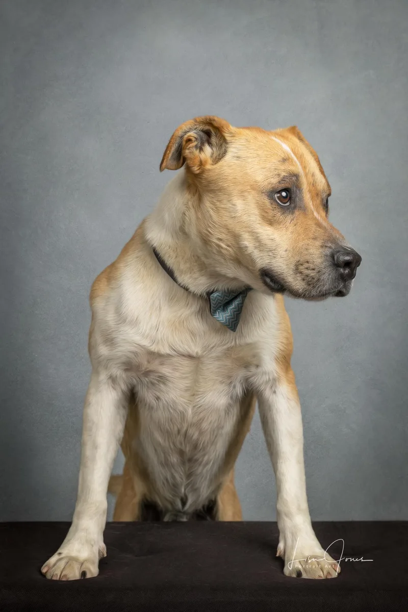 An adult medium-sized male White / Cream Mixed Breed dog named Dakota for adoption in Cullman, AL