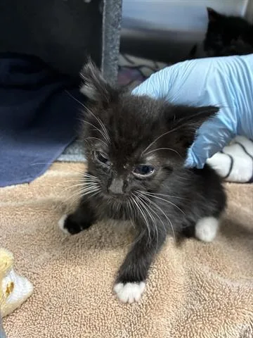 A baby small-sized female Domestic Short Hair cat named Vera for adoption in San Martin, CA