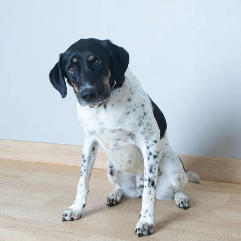 An adult medium-sized male White / Cream Pointer dog named Milo D for adoption in Minnetonka, MN
