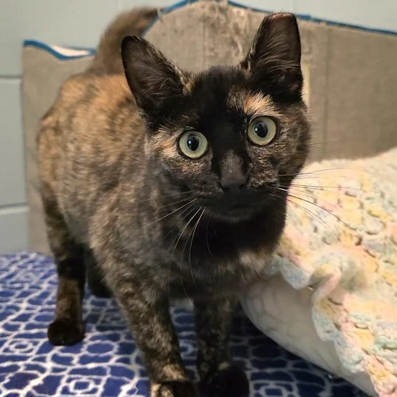 A young medium-sized female Tortoiseshell Domestic Short Hair cat named Mamita for adoption in Smithtown, NY