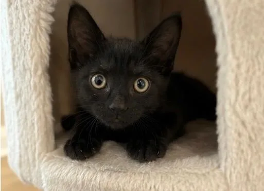A baby medium-sized male Black Domestic Short Hair cat named Terri for adoption in Haddon Heights, NJ