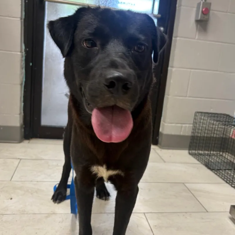 A young medium-sized male Labrador Retriever dog named Beaux for adoption in Lufkin, TX