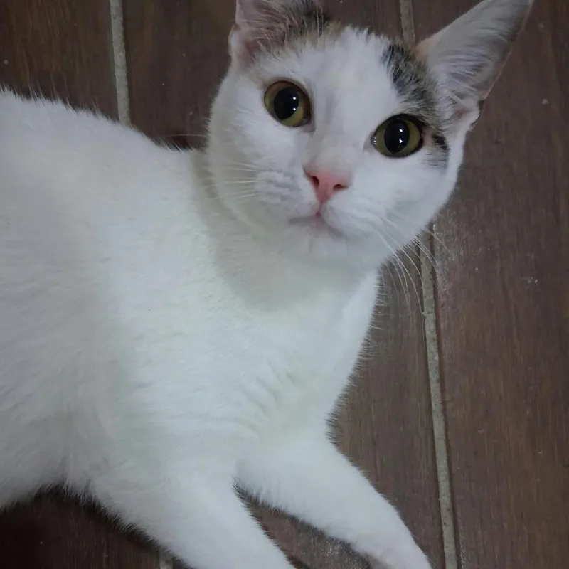 A young medium-sized female White American Shorthair cat named Heaven for adoption in Dickinson, TX