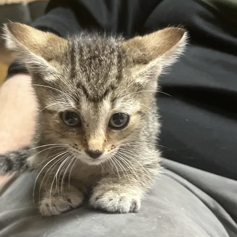 A baby small-sized female Brown / Chocolate Domestic Short Hair cat named Lima B for adoption in Melrose, FL
