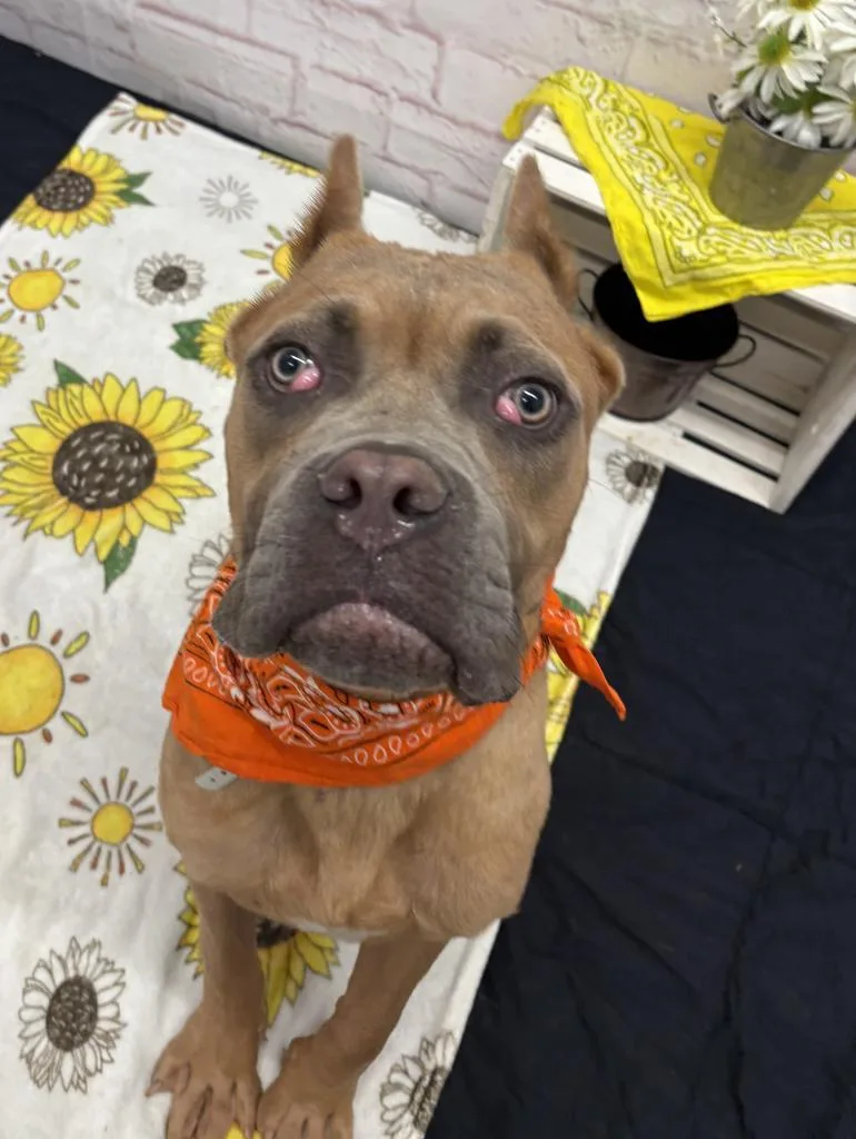A baby large-sized male Mixed Breed dog named Seeger for adoption in Detroit, MI