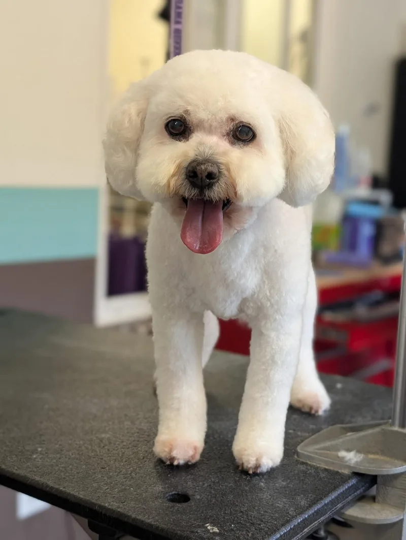 A senior small-sized female White / Cream Cockapoo dog named Lucy for adoption in Sioux City, IA