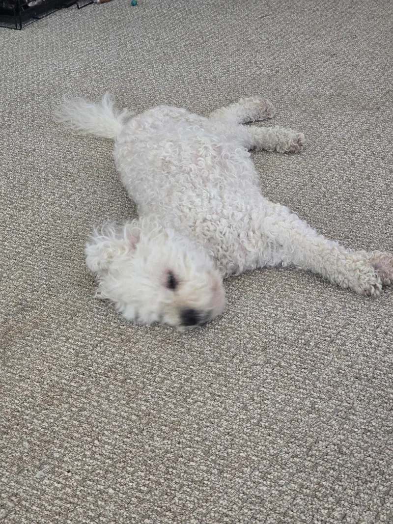 Lucy thumbnail 3