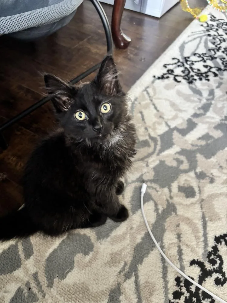 A baby small-sized male Black Domestic Medium Hair cat named Teriyaki for adoption in Vancouver, WA