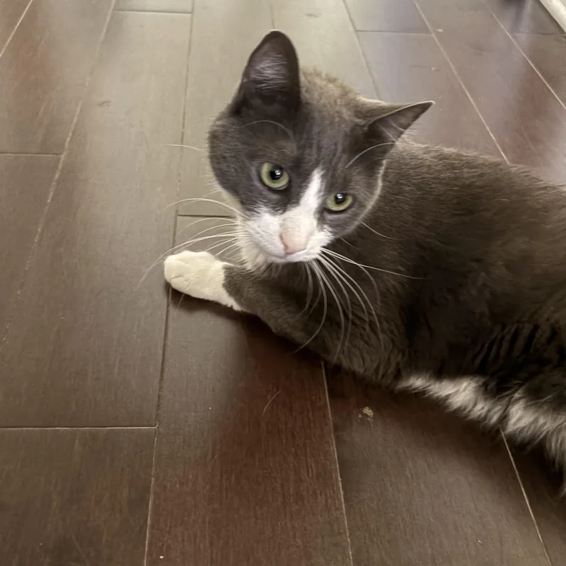 An adult medium-sized male Gray & White Domestic Short Hair cat named Myles for adoption in Warminster, PA