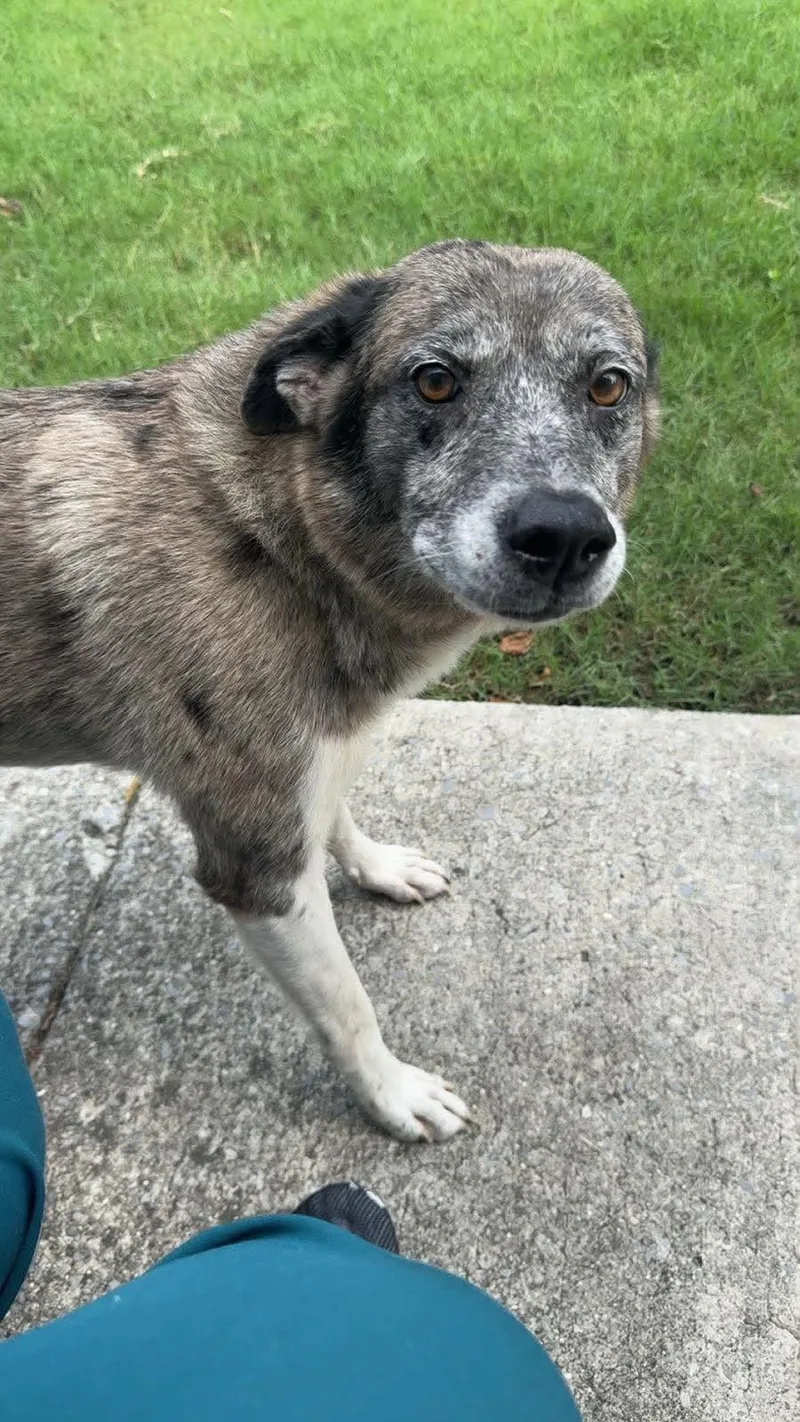 An adult medium-sized female Mixed Breed dog named Daisy for adoption in Stratham, NH