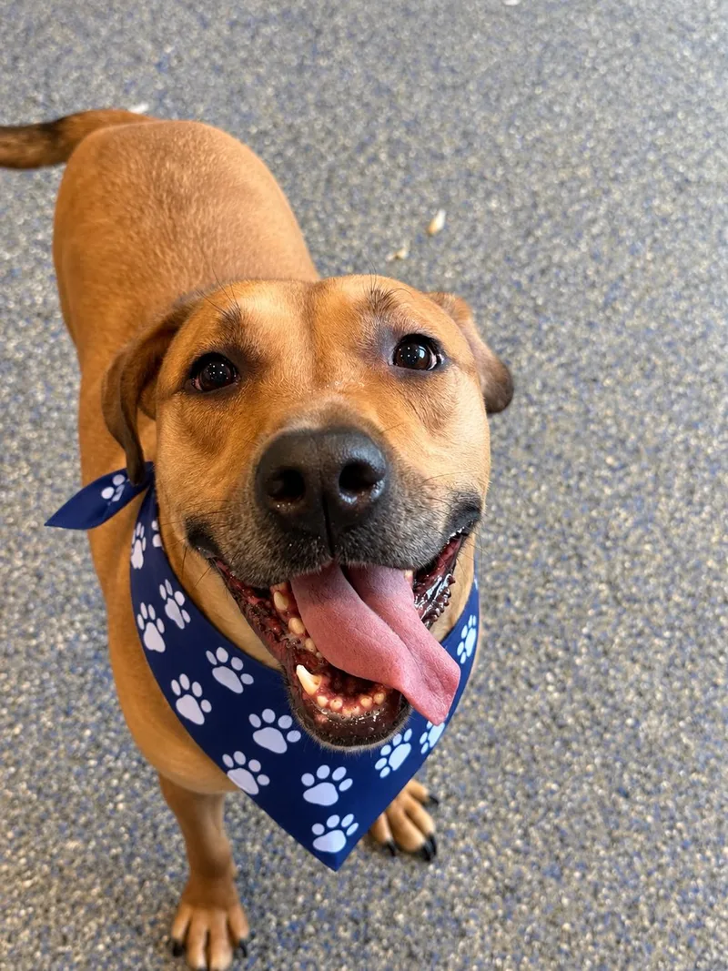 An adult medium-sized male Bicolor Rhodesian Ridgeback dog named Scout for adoption in Phoenix, AZ