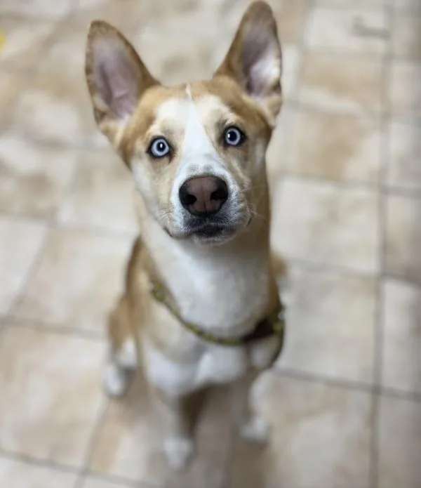 An adult large-sized male Mixed Breed dog named Tj for adoption in Troutdale, OR