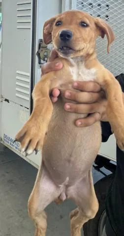 A baby small-sized female Pit Bull Terrier dog named Olive for adoption in Bakersfield, CA