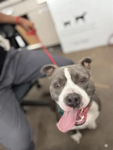 A young large-sized male Mixed Breed dog named Buck for adoption in Dallas, TX