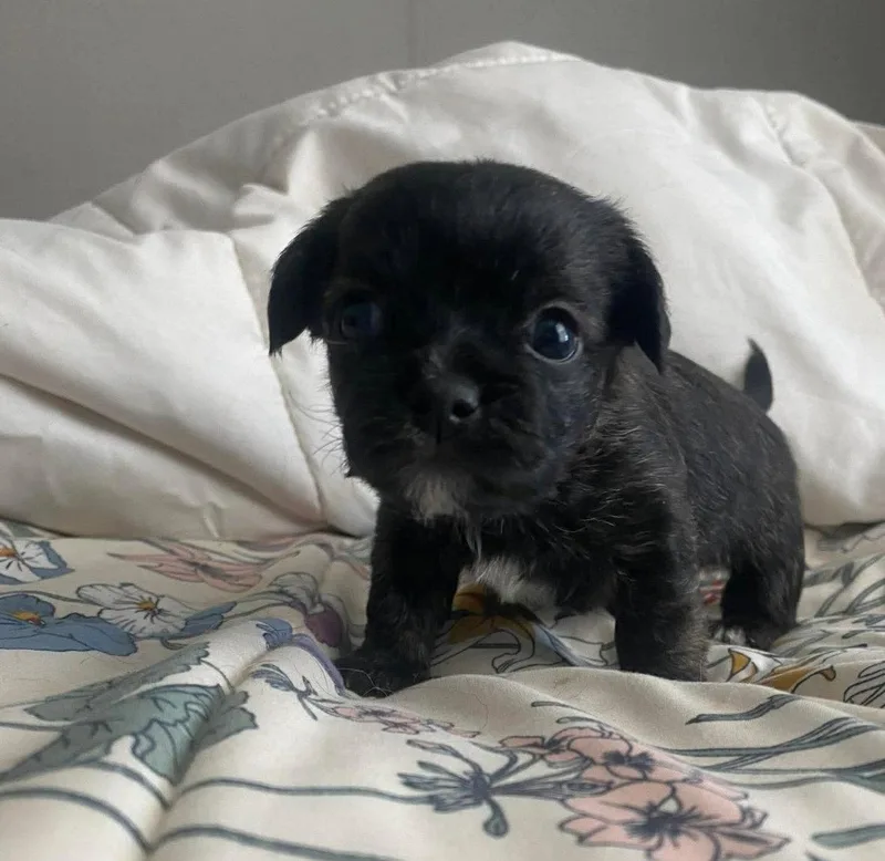 A baby small-sized male Boston Terrier dog named Tux for adoption in Grafton, WI