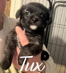 Tux thumbnail 2