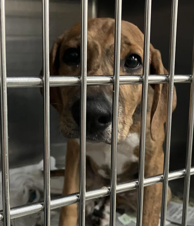 A baby medium-sized female Beagle dog named Tiger for adoption in Parma, OH