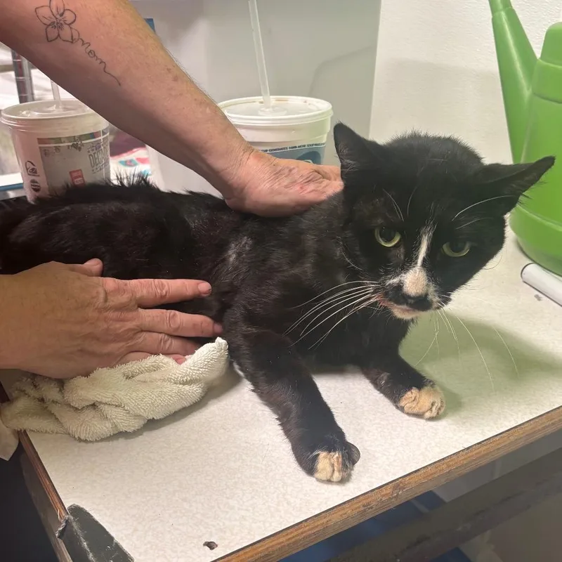 An adult small-sized male Domestic Short Hair cat named Senor for adoption in Brookfield, MO