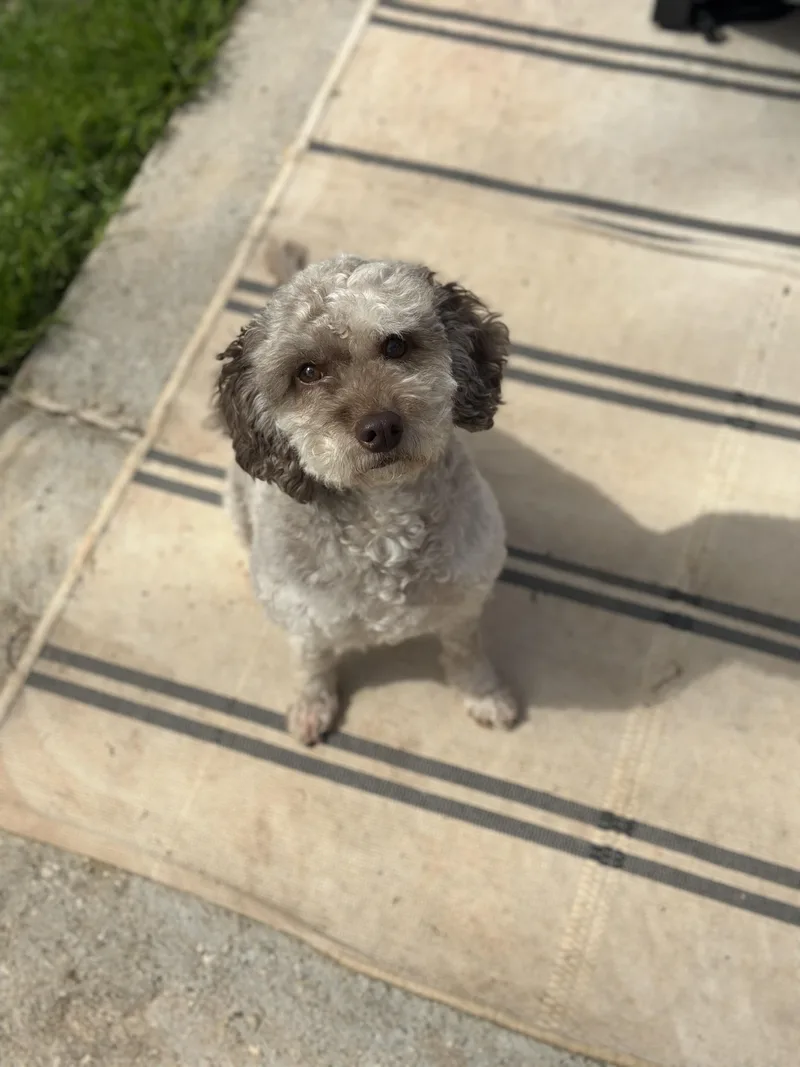 An adult small-sized female Cavapoo dog named Calliope for adoption in Atlanta, GA