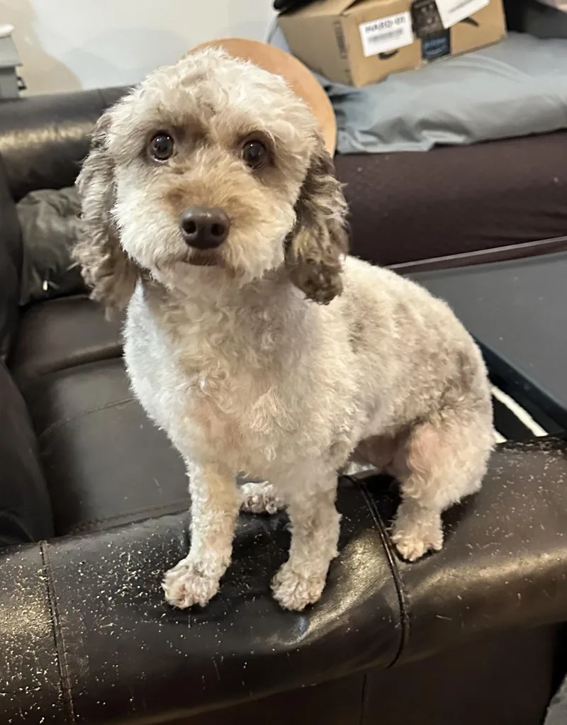 Calliope thumbnail 2