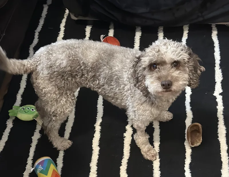 Calliope thumbnail 3