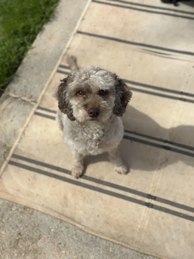 Calliope thumbnail 4