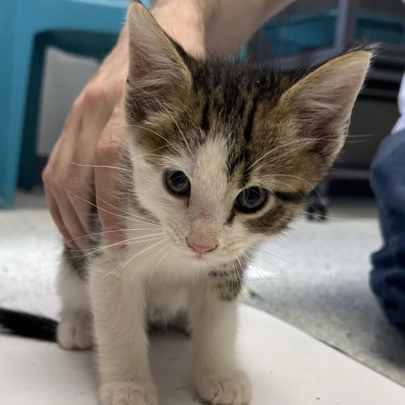 A baby small-sized male Brown / Chocolate Domestic Short Hair cat named Burrito for adoption in Hannibal, MO