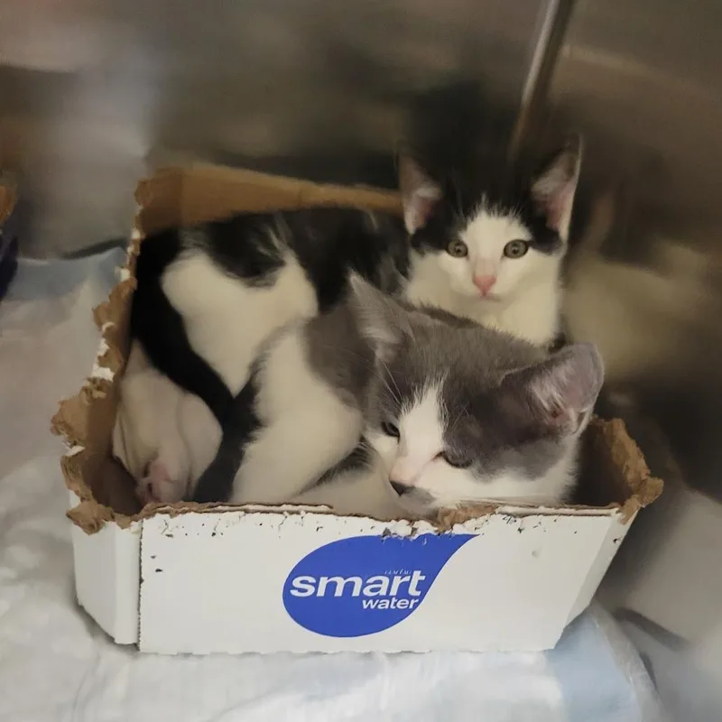 A baby medium-sized male White Domestic Short Hair cat named Bowflex for adoption in Westminster, CA