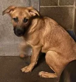 A baby large-sized female Shepherd dog named Alice for adoption in Sudbury, MA