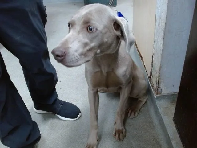 A young medium-sized female Weimaraner dog named Elsa for adoption in Salinas, CA