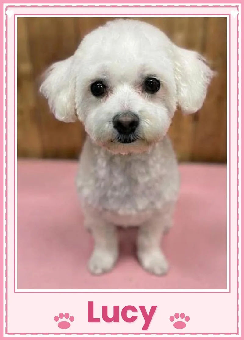 A baby small-sized female Bichon Frise dog named Lucy  Ohio for adoption in Tulsa, OK