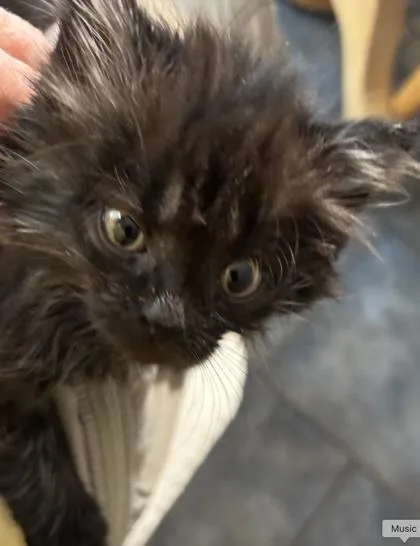 A baby small-sized male Domestic Short Hair cat named Puffin for adoption in Lawrenceville, GA