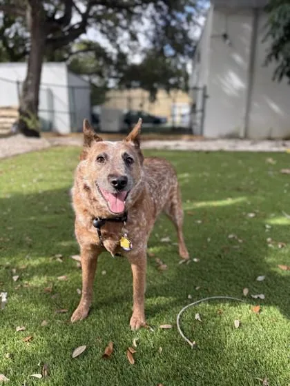 A senior large-sized female Fox Terrier dog named Honey for adoption in North Miami Beach, FL