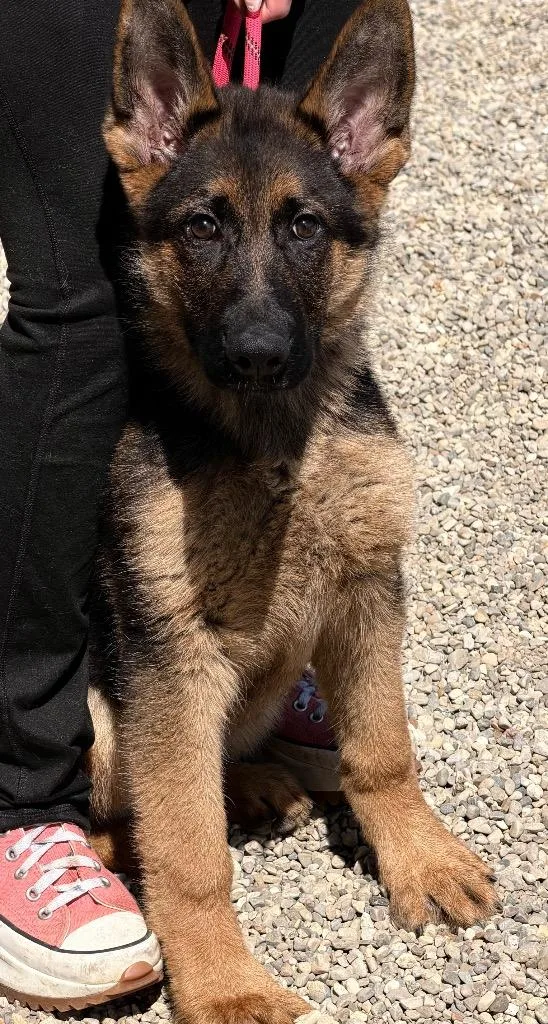 A baby small-sized male German Shepherd Dog dog named Francis for adoption in Lima, OH