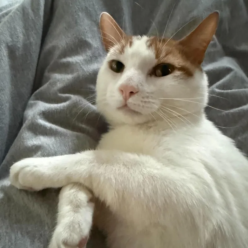 An adult medium-sized male White Domestic Short Hair cat named Christmas for adoption in Howard beach, NY
