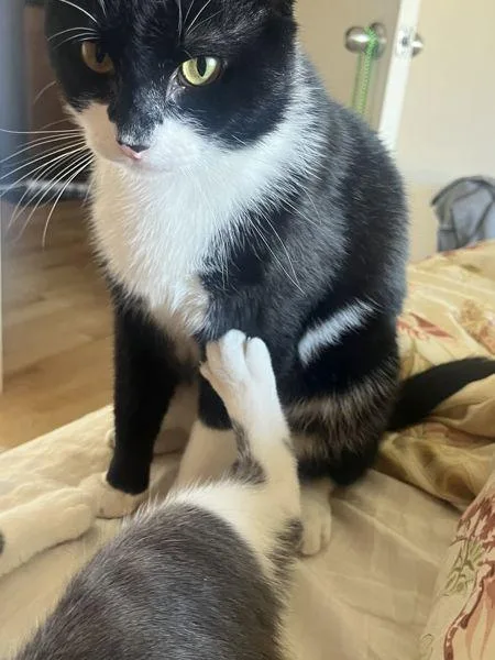 An adult medium-sized male Domestic Short Hair cat named Mingo for adoption in Ridgewood, NY