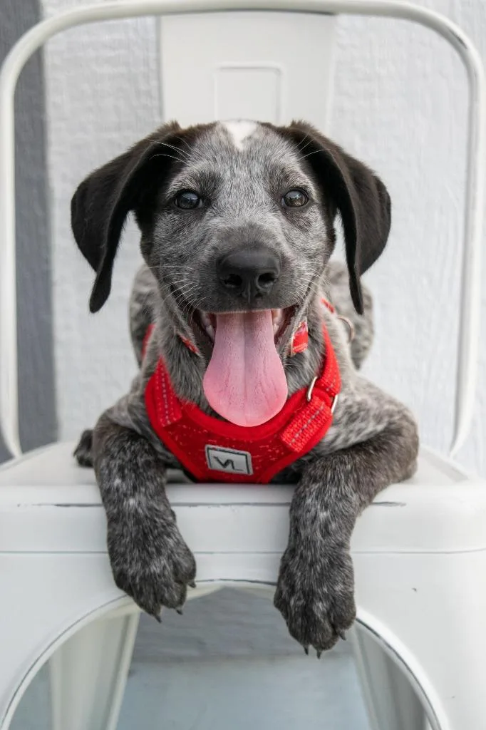 A baby medium-sized male German Shorthaired Pointer dog named Petey for adoption in Savage, MN