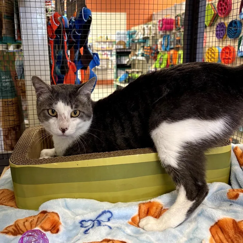 An adult large-sized male Gray / Blue / Silver Manx cat named Bob for adoption in North Port, FL