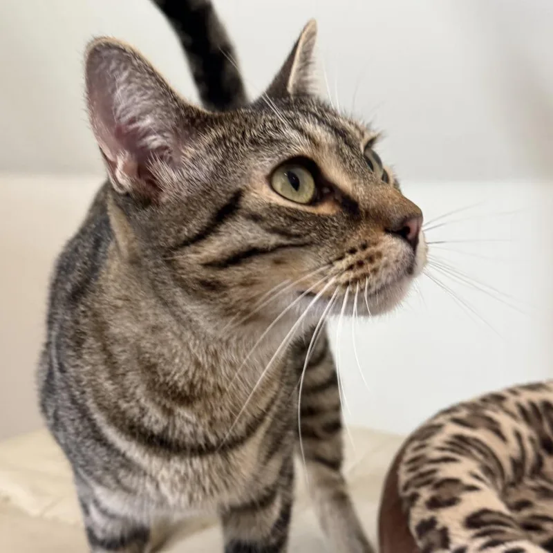 A young small-sized female Gray / Blue / Silver Domestic Short Hair cat named Aria for adoption in Los Angeles, CA