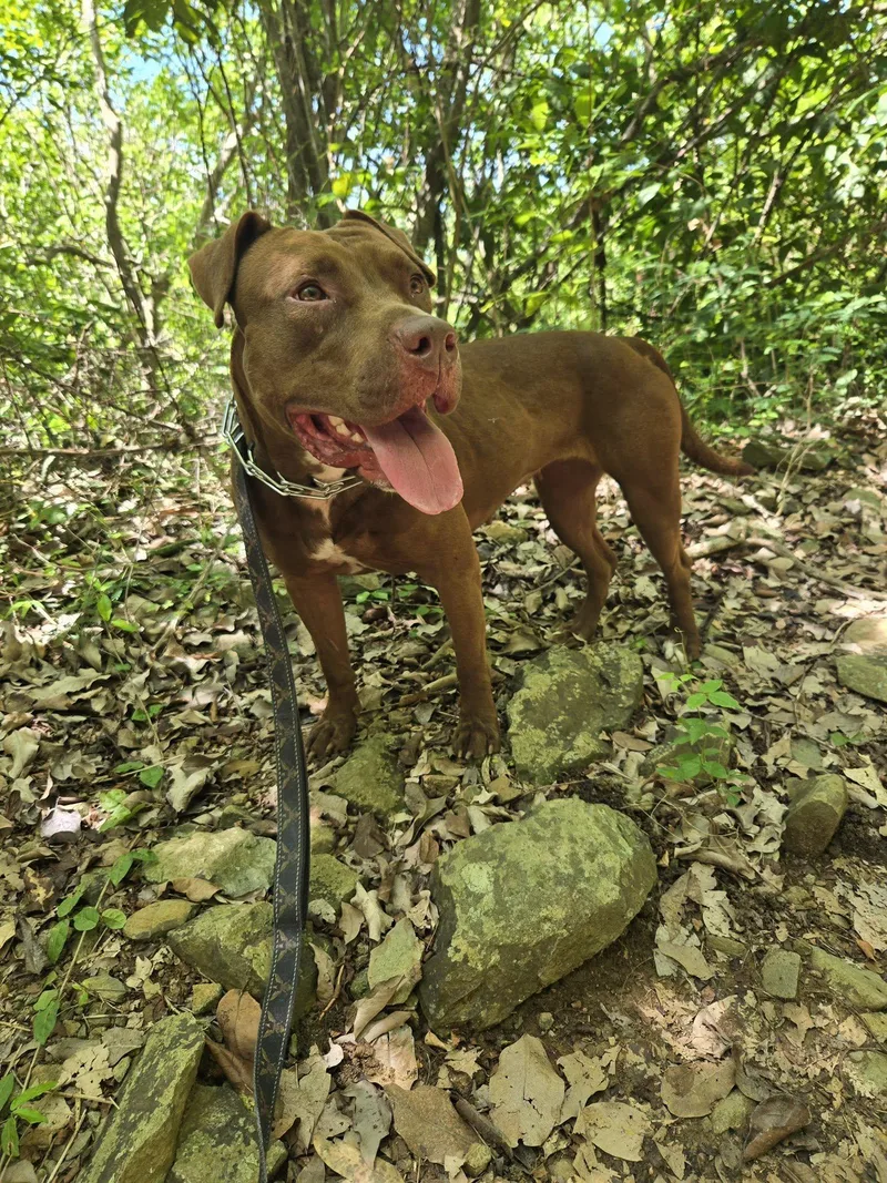 An adult medium-sized female Pit Bull Terrier dog named Canela for adoption in Saint John, VI