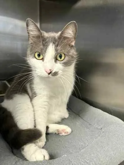 A senior medium-sized female Domestic Short Hair cat named Trouve for adoption in Bridgewater, NJ