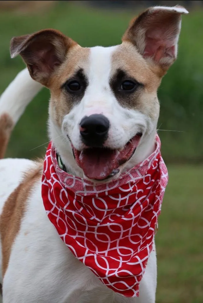 A baby medium-sized male Mixed Breed dog named Cowboy for adoption in Columbia, TN