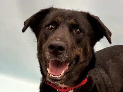 An adult large-sized female Labrador Retriever dog named Luna for adoption in Golden Valley, MN